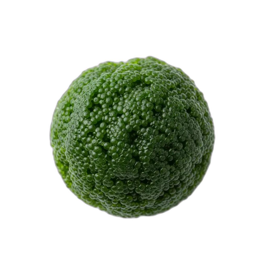 Chlorella — alga rica en nutrientes naturales
